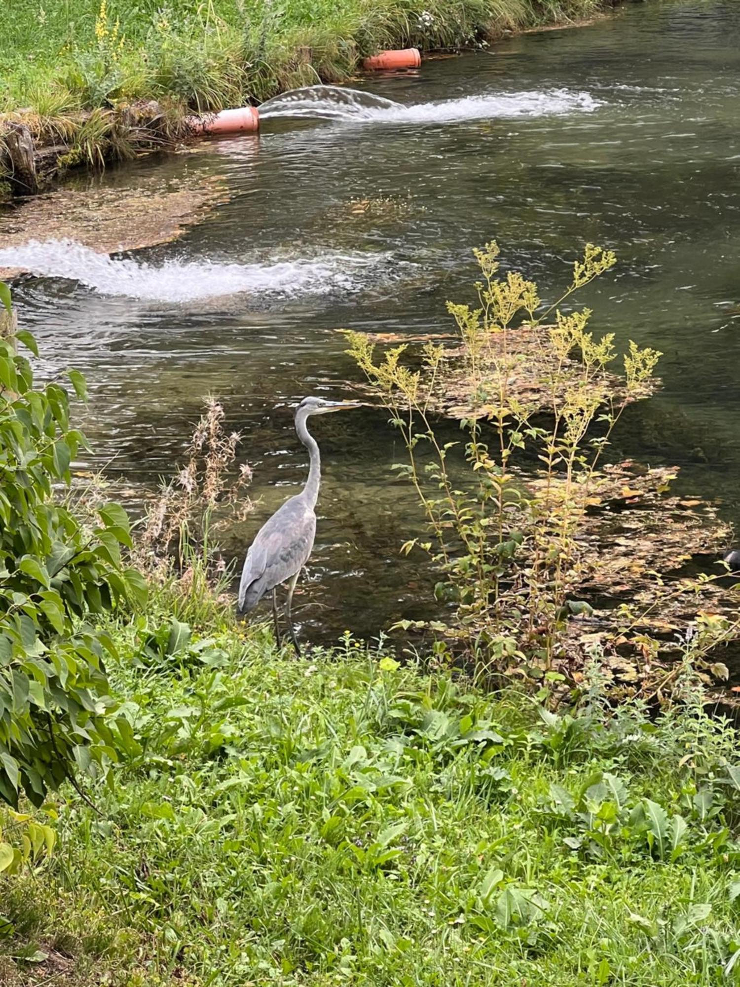 Haus Am Fischteich Daire Feistritz ob Bleiburg Dış mekan fotoğraf